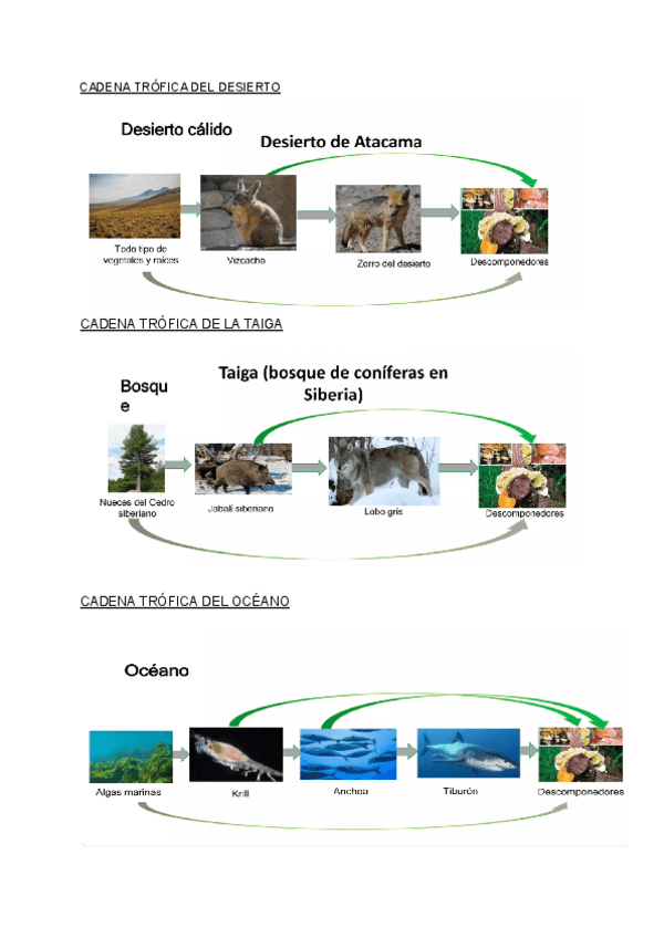 Miniatura del documento CADENAS-TROFICAS.pdf