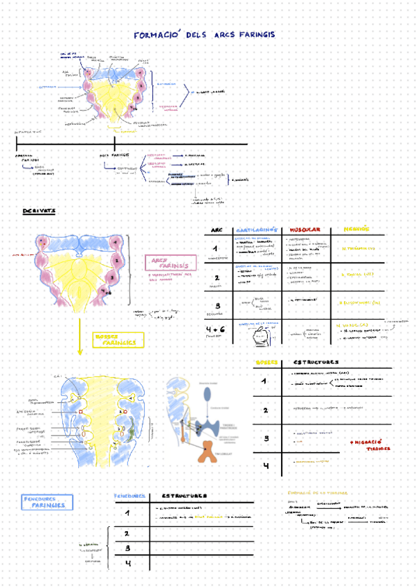 Miniatura del documento formacio-dels-arcs-faringis-i-aortics.pdf