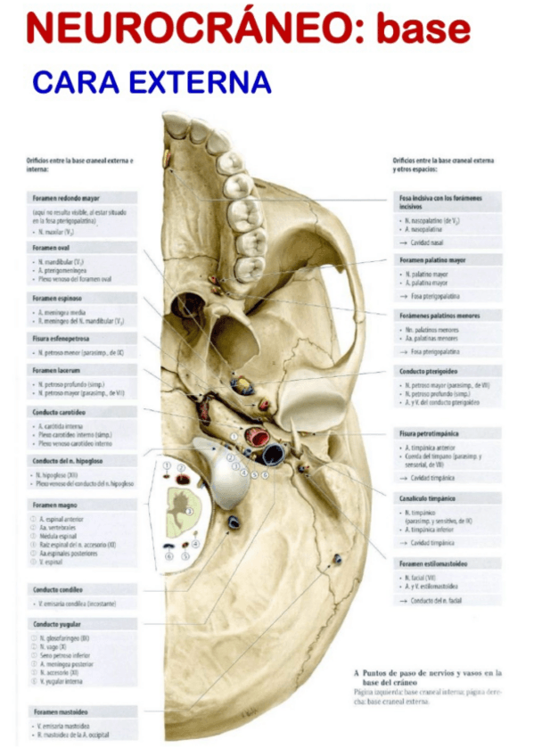 Miniatura del documento Neurocraneo-ext-esquema.pdf