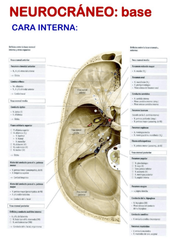 Miniatura del documento Neurocraneo-int-esquema.pdf