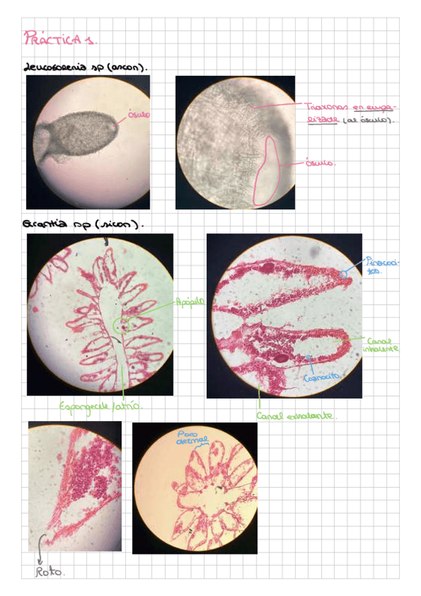Miniatura del documento Practicas-zoo.pdf