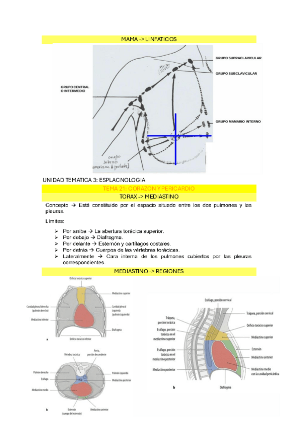 Miniatura del documento ANATOMIA-HUMANANA-ESPLACNOLOGIA.pdf