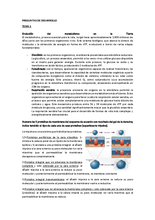 Miniatura del documento PREGUNTAS-DE-DESARROLLO-l.pdf