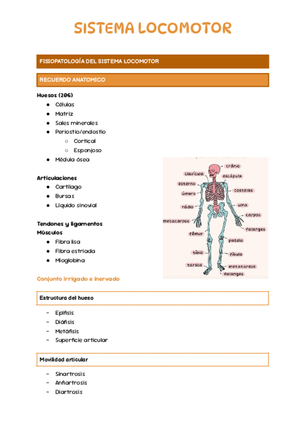 Miniatura del documento SISTEMA-LOCOMOTOR.pdf