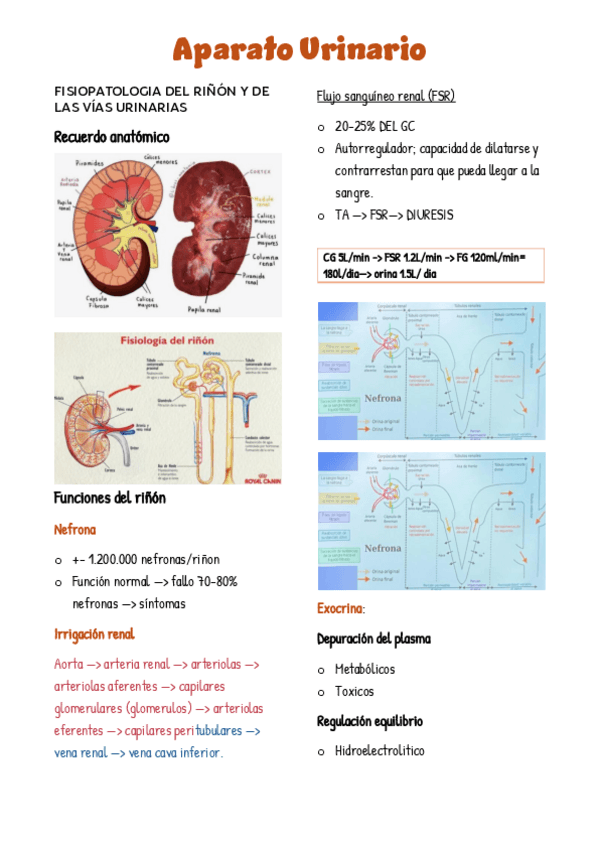Miniatura del documento Sistema-urinario.pdf