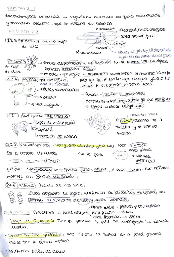 Miniatura del documento resumen-practicas-biologia.pdf