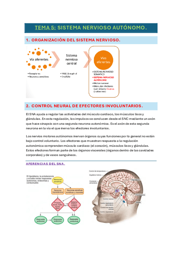 Miniatura del documento tema-5-fisio.pdf