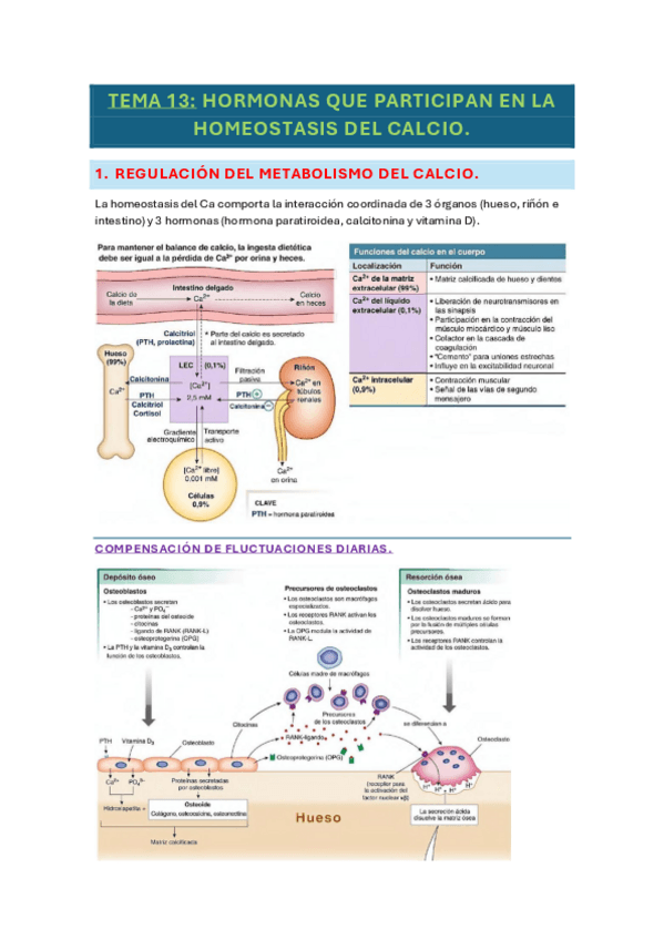 Miniatura del documento tema-13-fisio.pdf