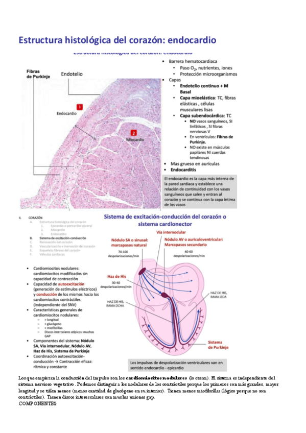 Miniatura del documento Histologia-esquemas.pdf