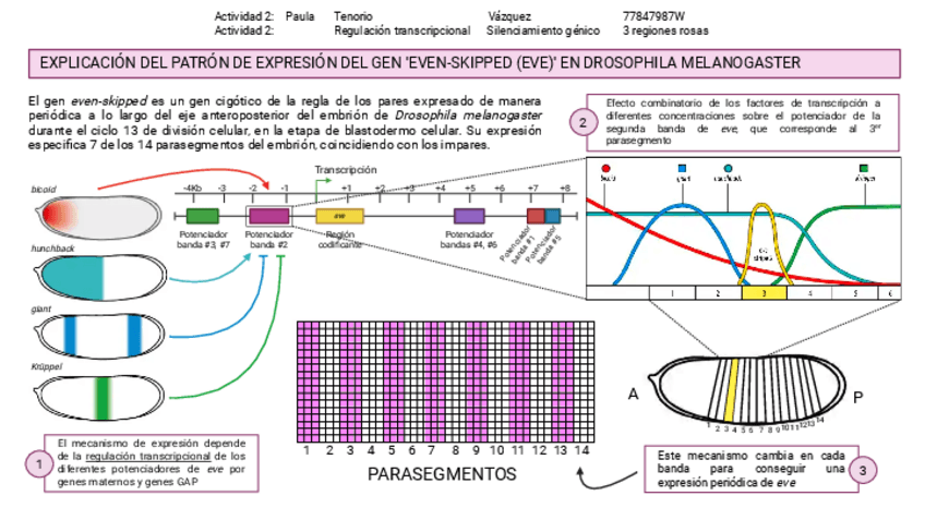 Miniatura del documento Actividad-3-BCD.pdf