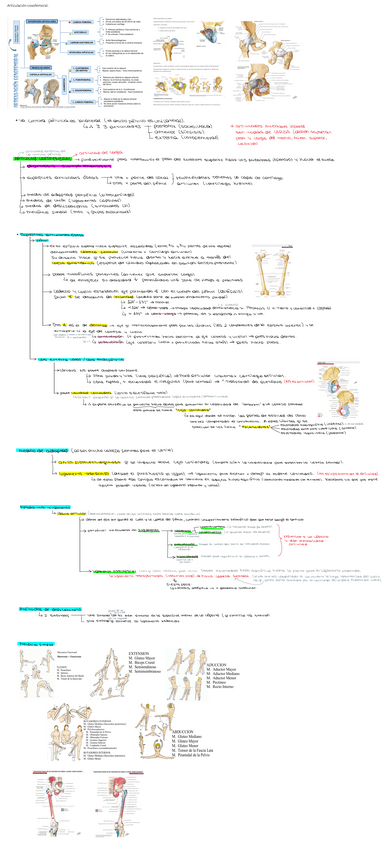 Miniatura del documento Articulacion-coxofemoral..pdf