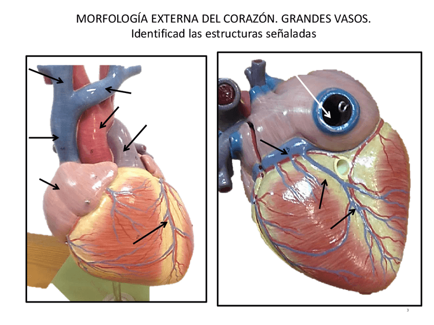 Miniatura del documento Imagenes-practicas-circulatorio.pdf