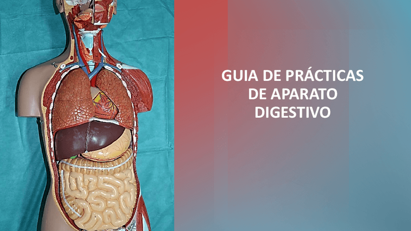 Miniatura del documento Imagenes-practicas-digestivo.pdf