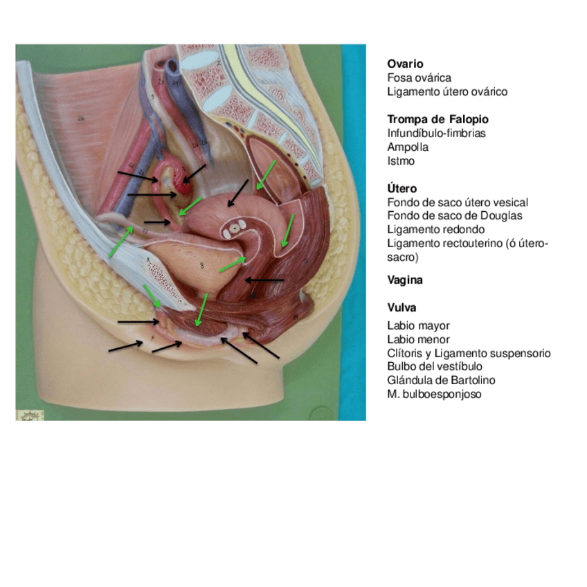 Miniatura del documento Imagenes-PracticasAparato-Genital.pdf
