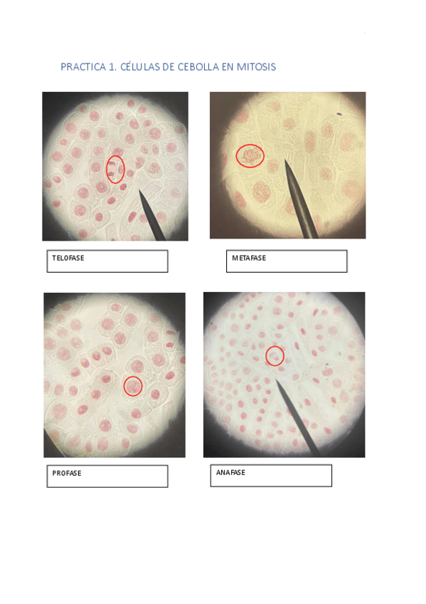 Miniatura del documento cuaderno-bases.pdf