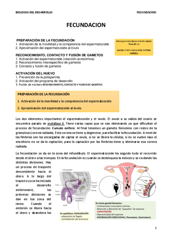 Miniatura del documento TEMA 5. FECUNDACION.terminado.pdf
