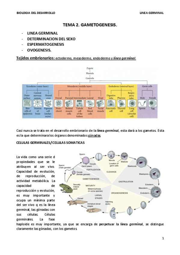 Miniatura del documento TEMA 2 - LINEA GERMINAL. terminado.pdf