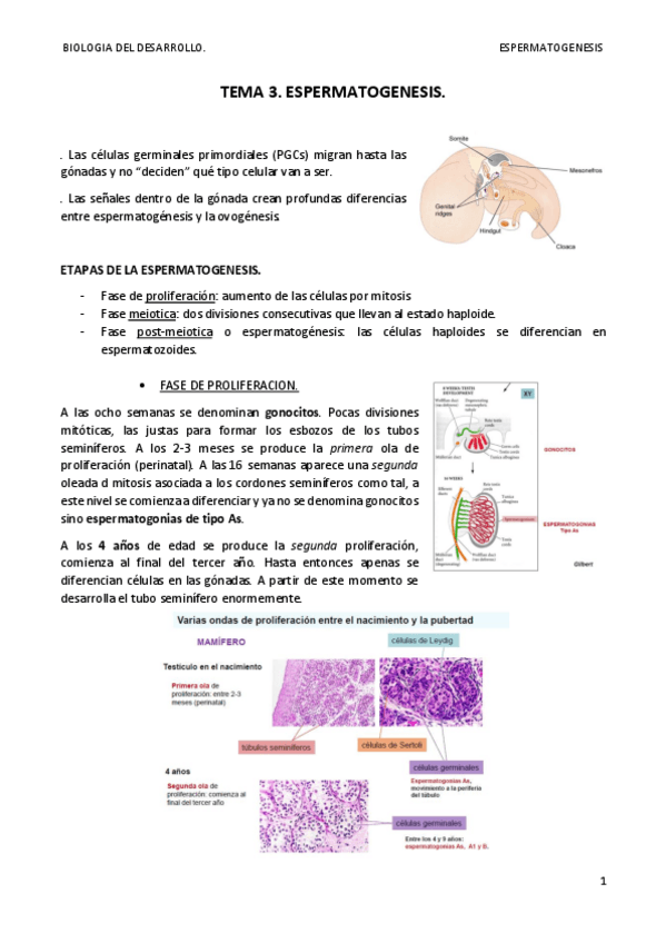 Miniatura del documento TEMA 3. ESPERMATOGENESIS. terminado.pdf
