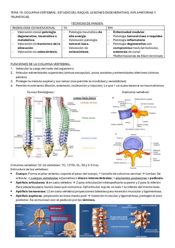 Miniatura del documento TEMA-17-18-columna-vertebral-y-medula.pdf