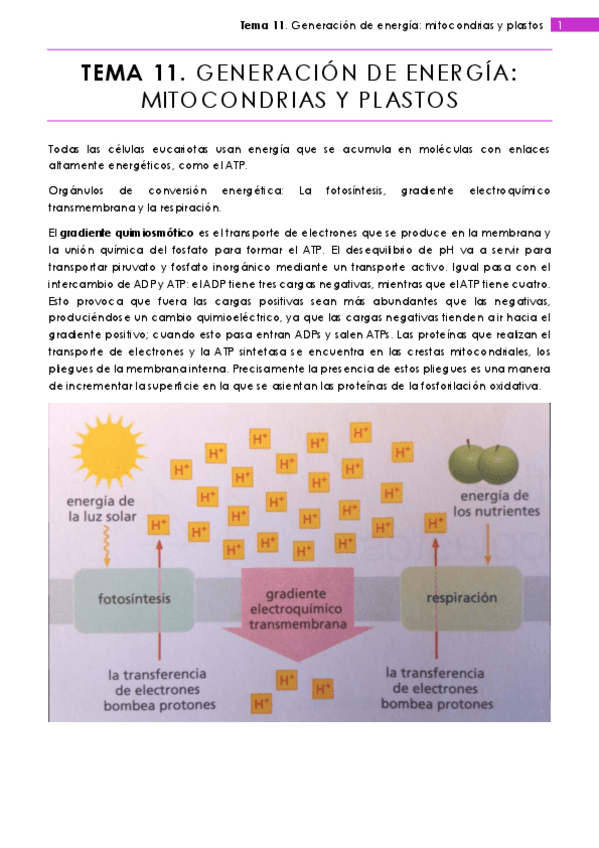 Miniatura del documento Tema 11.pdf