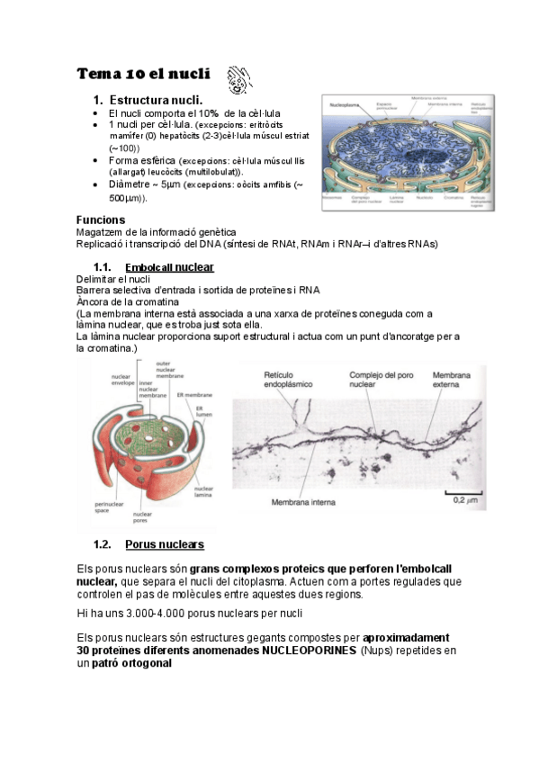 Miniatura del documento TEMA-10-EL-NUCLI.pdf
