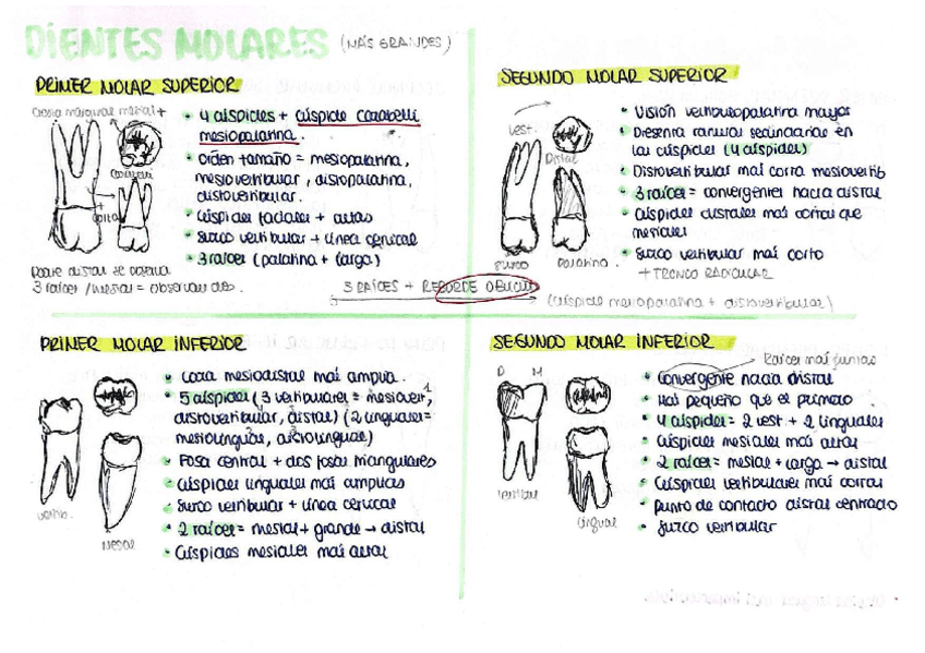 Miniatura del documento ESQUEMAS-ANATOMIA-ESPECIAL.pdf