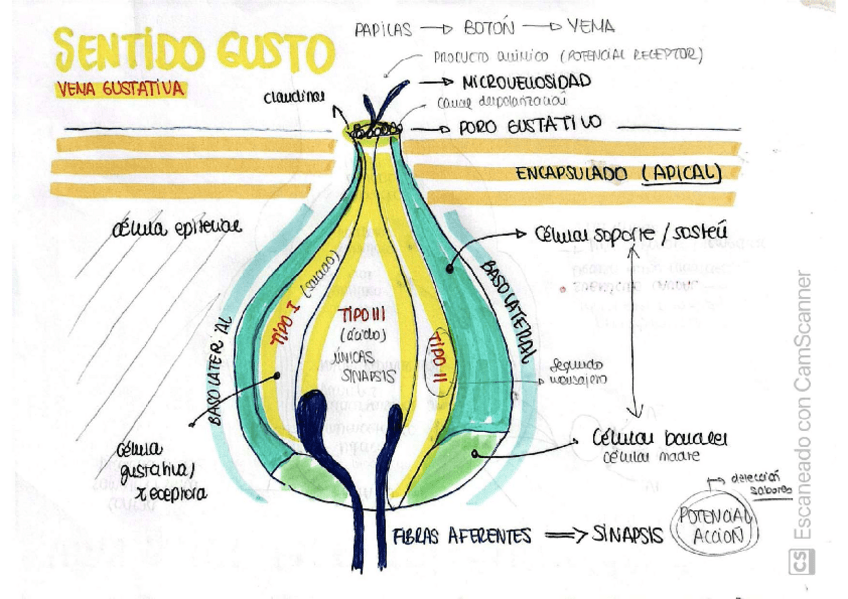 Miniatura del documento ESQUEMA-FISIOLOGIA-ESPECIAL.pdf