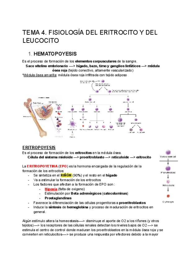 Miniatura del documento Tema-eritrocitos-fisio-II.pdf