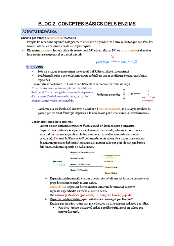 Miniatura del documento BLOC-2-CONCEPTES-BASICS-DELS-ENZIMS.pdf