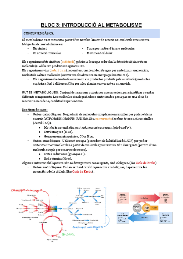 Miniatura del documento BLOC-3-INTRUDUCCIO-AL-METABOLISME.pdf