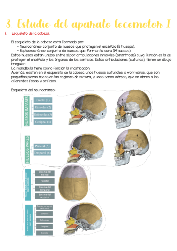 Miniatura del documento Tema-3.-Estudio-del-aparato-locomotor-I.pdf