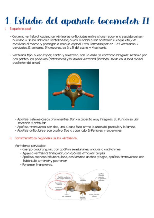 Miniatura del documento Tema-4.-Estudio-del-aparato-locomotor-II.pdf