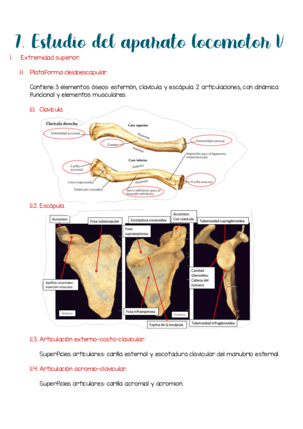 Miniatura del documento Tema-7.-Estudio-del-aparato-locomotor-V.pdf