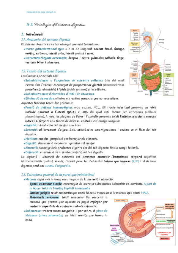 Miniatura del documento U-2-Digestiu.pdf.pdf