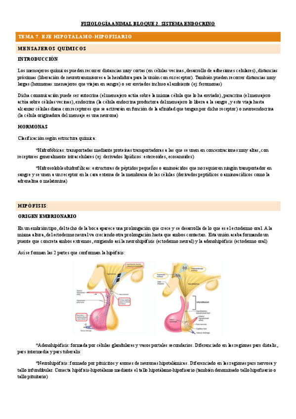 Miniatura del documento tema-7.-eje-hipotalamo-hipofisis.pdf