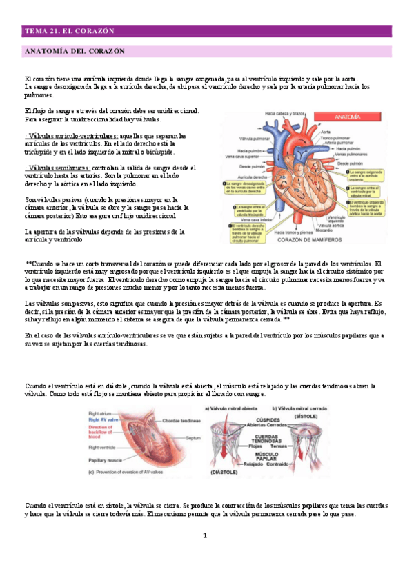 Miniatura del documento tema-21.-el-corazon.pdf