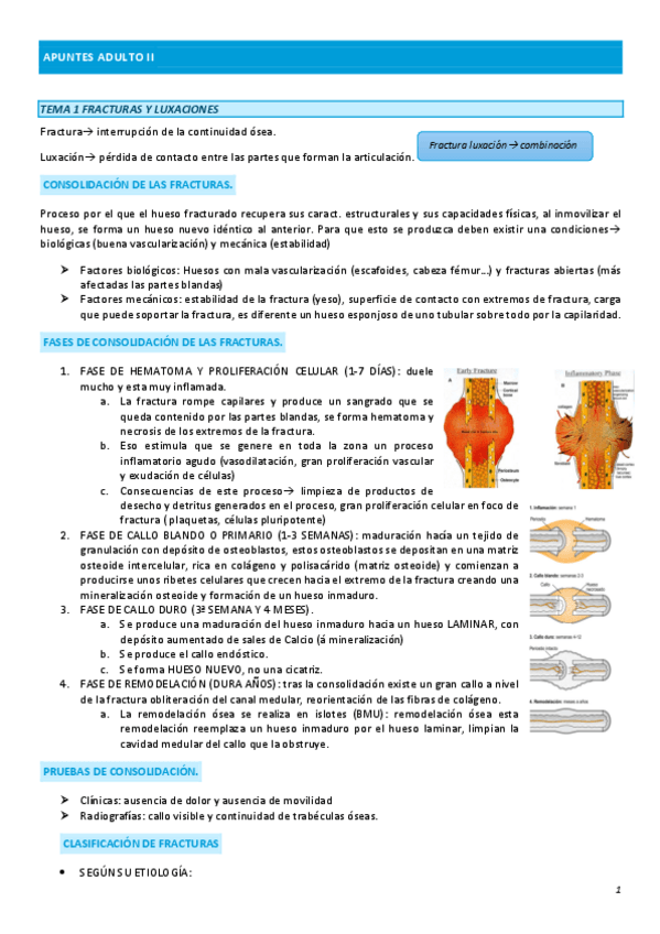 Miniatura del documento APUNTES-ADULTO-II.pdf