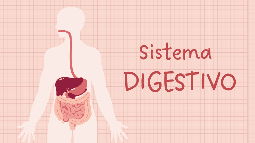 Miniatura del documento Presentacion-Sistema-Digestivo.pdf