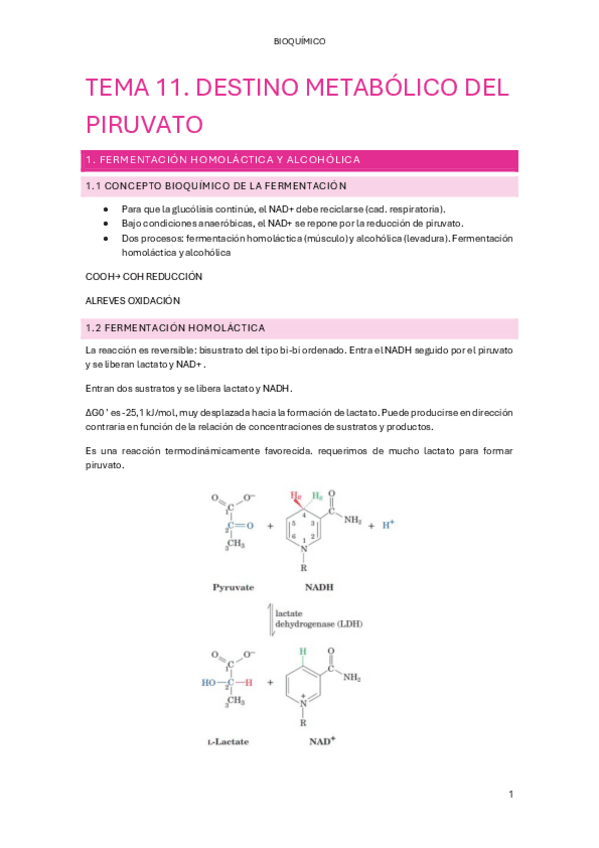 Miniatura del documento TEMA-11.-DESTINO-METABOLICO-DEL-PIRUVATO.pdf