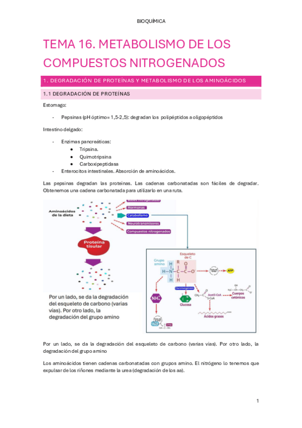 Miniatura del documento TEMA-16.-METABOLISMO-DE-LOS-COMPUESTOS-NITROGENADOS.pdf