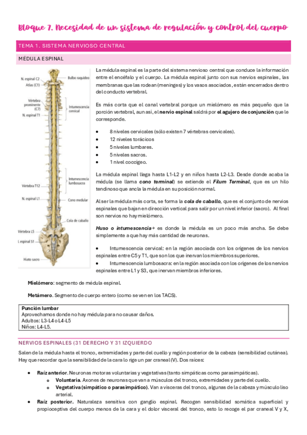 Miniatura del documento Bloque-7.-Anatomia.pdf