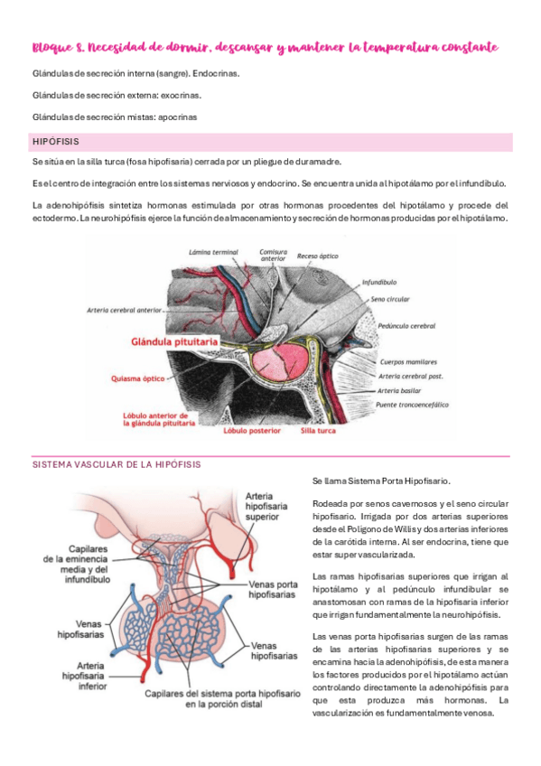 Miniatura del documento Bloque-8.-Anatomia.pdf