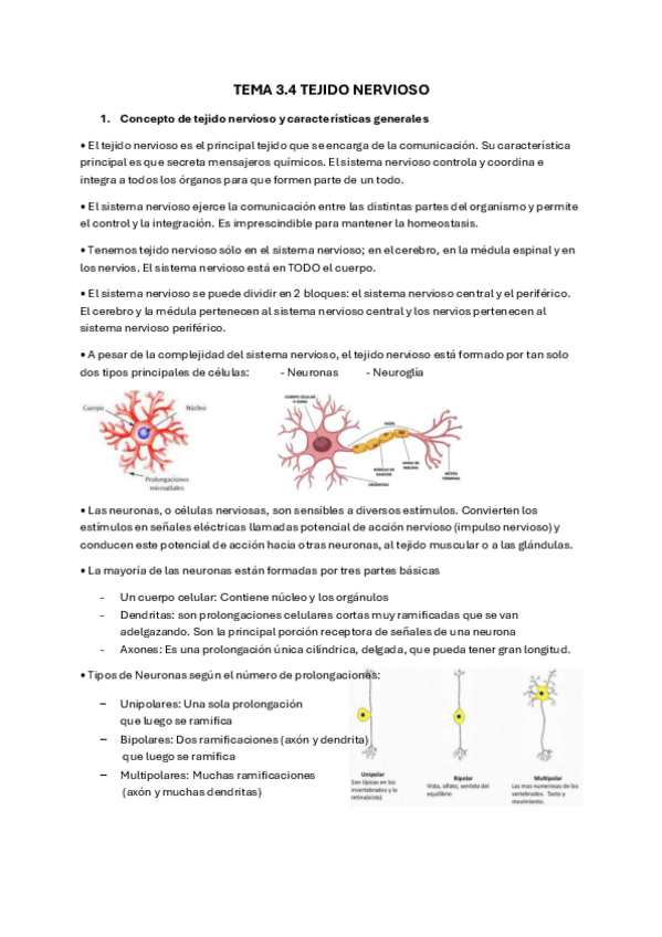 Miniatura del documento Tema-3.4-Tejido-Nervioso.pdf