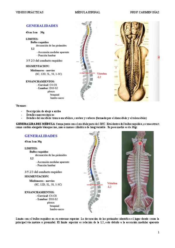 Miniatura del documento Practica-Medula-transcripcion-video.pdf