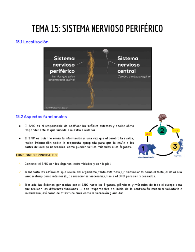 Miniatura del documento TEMA-15-SISTEMA-NERVIOSO-PERIFERICO.pdf
