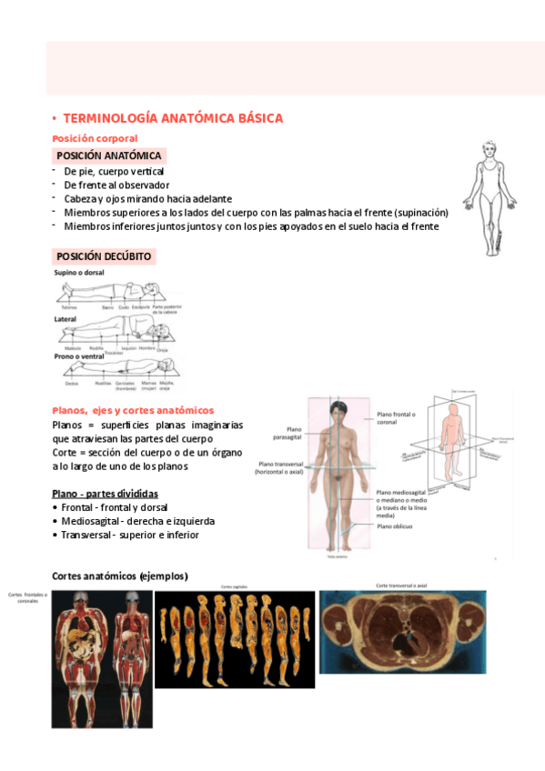 Miniatura del documento tema-3.-Aparato-locomotor-I.pdf