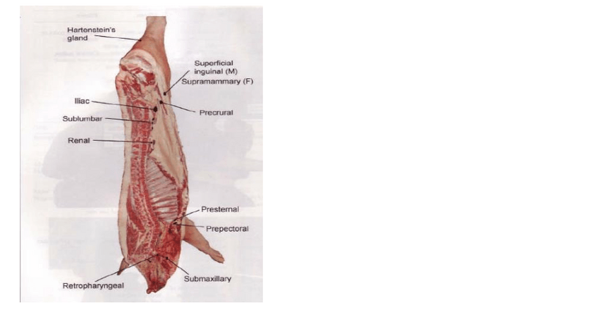 Miniatura del documento Linfonodos-IPM.pdf