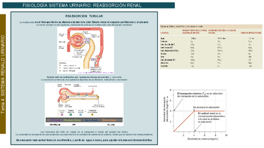 Miniatura del documento Tema 4. SISTEMA URINARIO 2.pdf