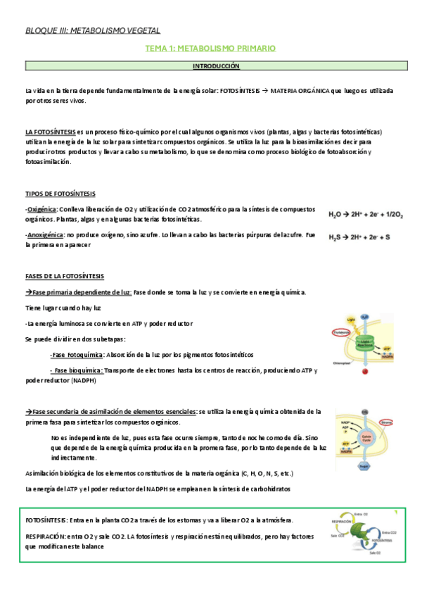 Miniatura del documento Bloque-III-metabolismo.PDF.pdf