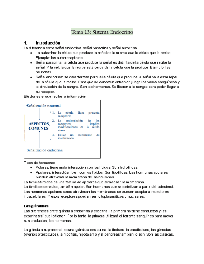 Miniatura del documento Tema-13-Sistema-Endocrino.pdf